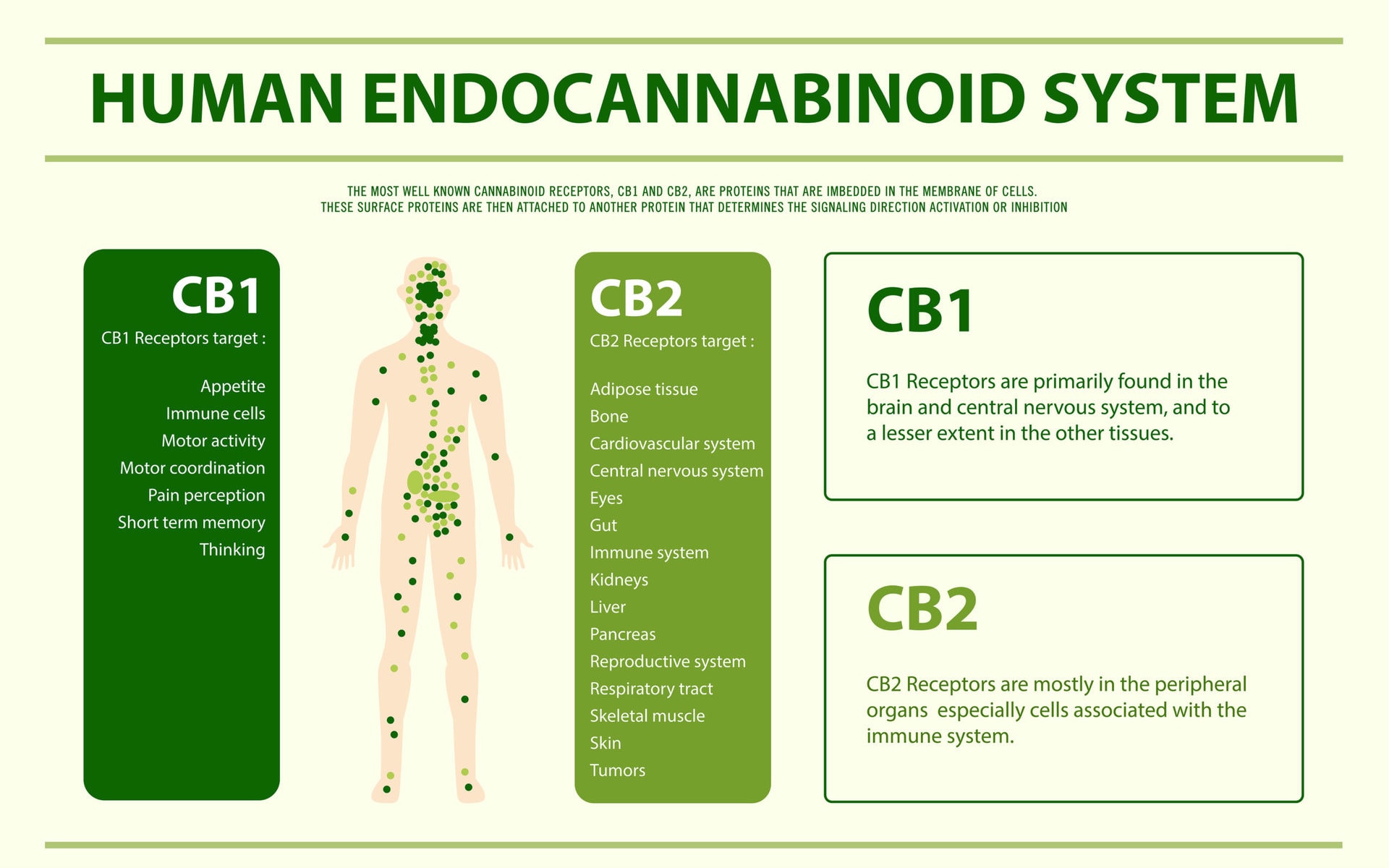 What Is The Endocannabinoid System?